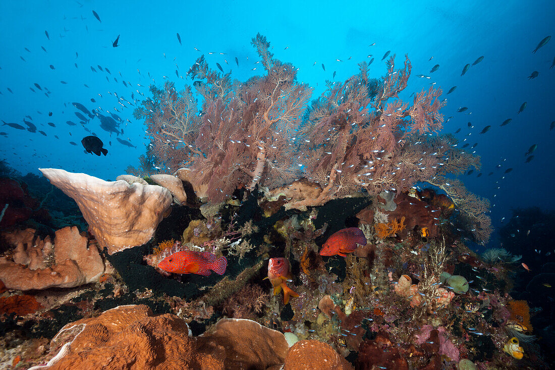 Artenreiches Korallenriff, Raja Ampat, West Papua, Indonesien