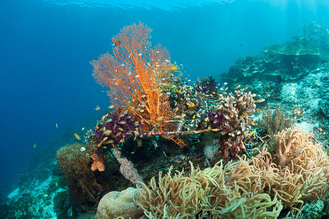 Riffaufbau Projekt, Raja Ampat, West Papua, Indonesien