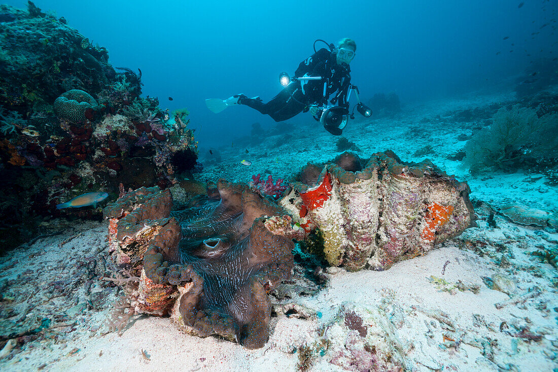 Clam and grebe, Tridacna squamosa, Raja Ampat, West Papua, Indonesia