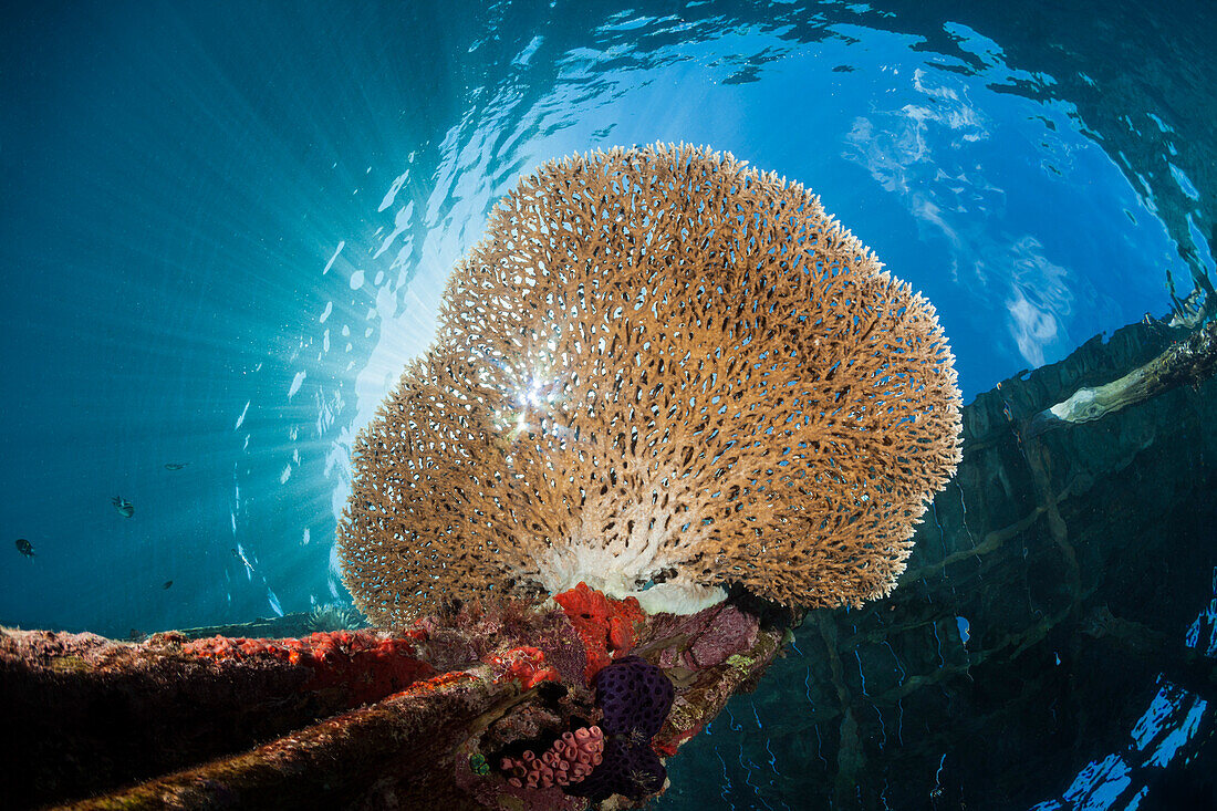 Table coral growing on jetty, Acropora sp., Raja Ampat, West Papua, Indonesia