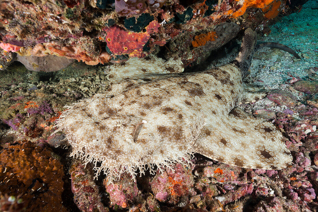 Fransen-Wobbegong, Eucrossorhinus dasypogon, Raja Ampat, West Papua, Indonesien