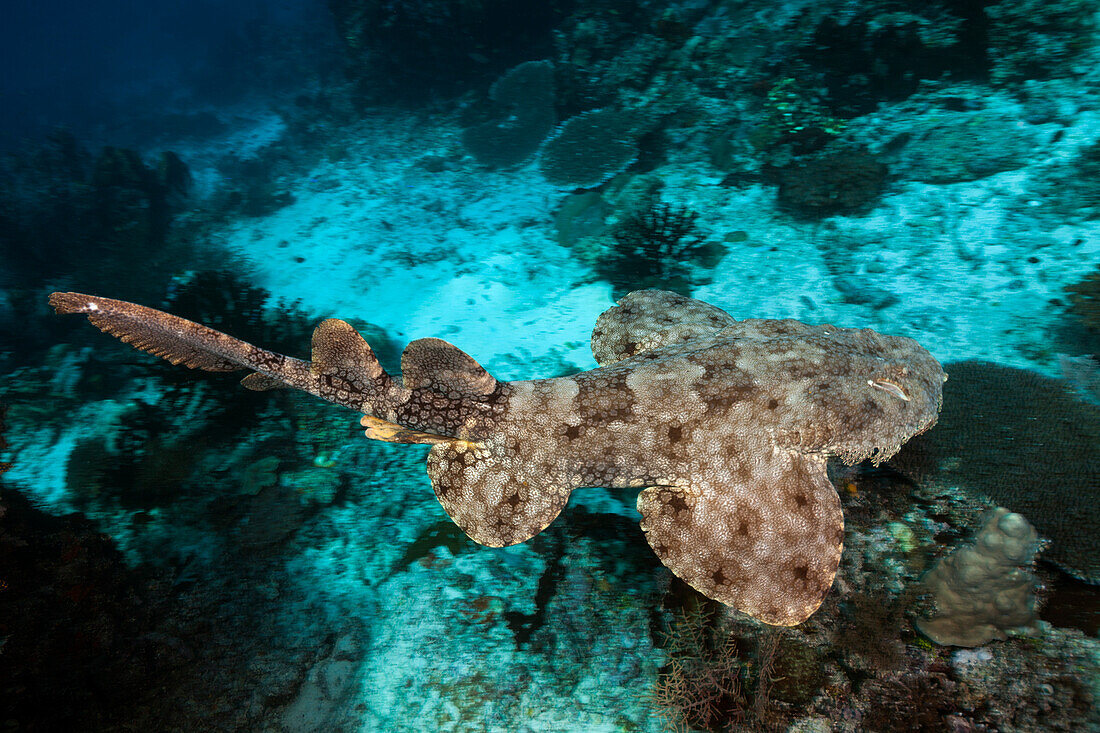 Fransen-Wobbegong, Eucrossorhinus dasypogon, Raja Ampat, West Papua, Indonesien