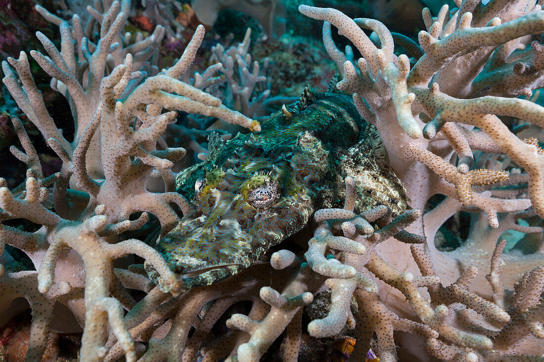 Brown-cheeked Flathead, Cymbacephalus beauforti, Raja Ampat, West Papua, Indonesia