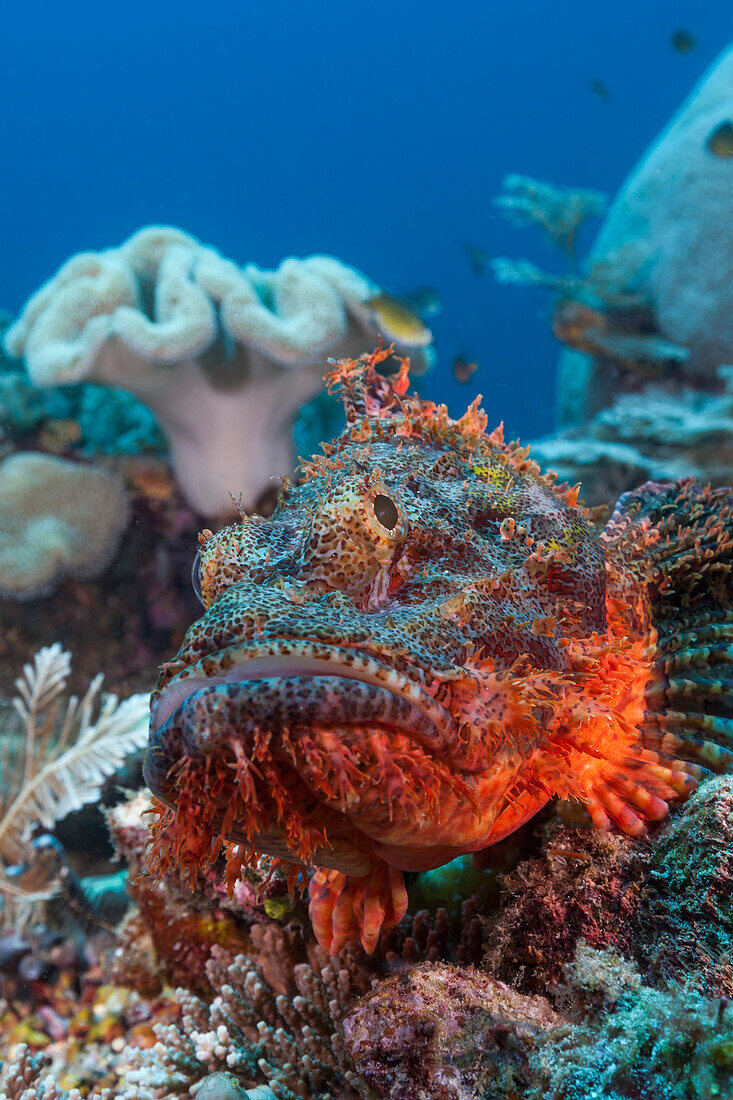 Bearded scorpion fish in reef, Scorpaenopsis oxycephalus, Raja Ampat, West Papua, Indonesia