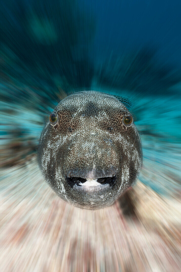 Giant Puffer, Arothron stellatus, Raja Ampat, West Papua, Indonesia