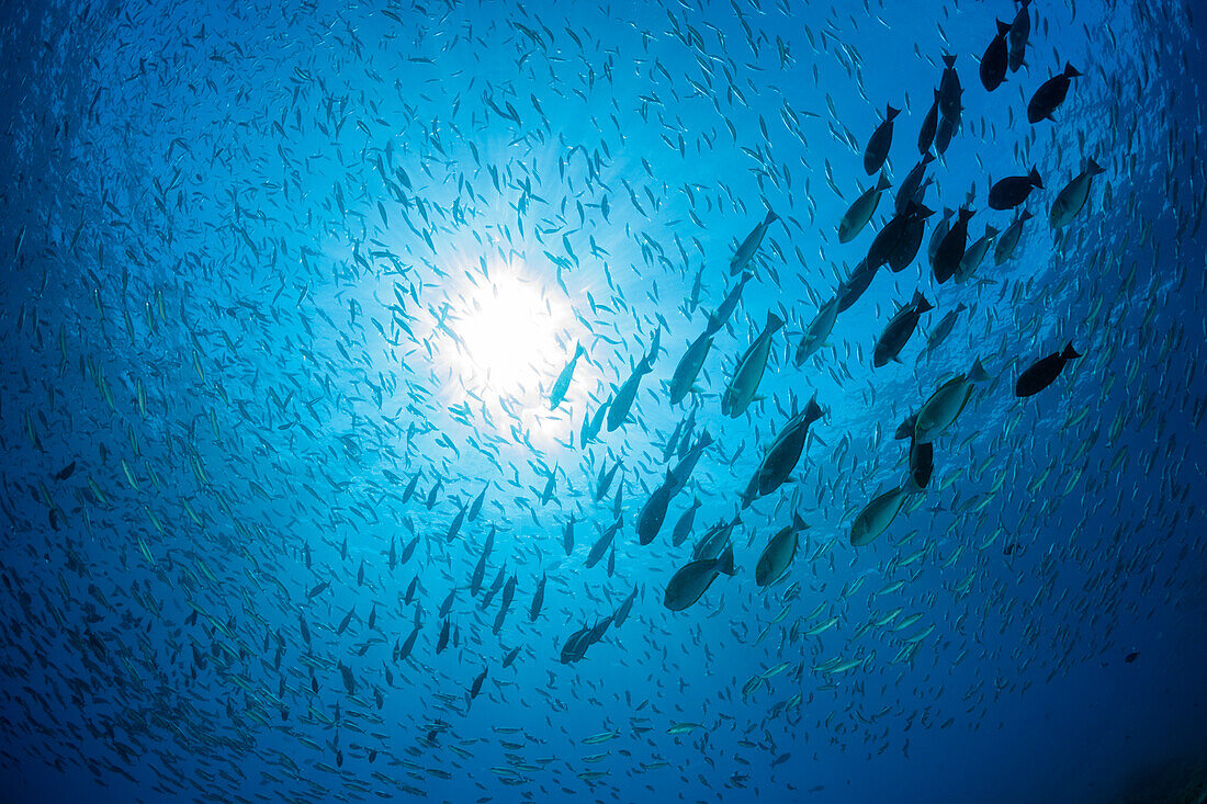 Schooling fish at the water surface, Raja Ampat, West Papua, Indonesia