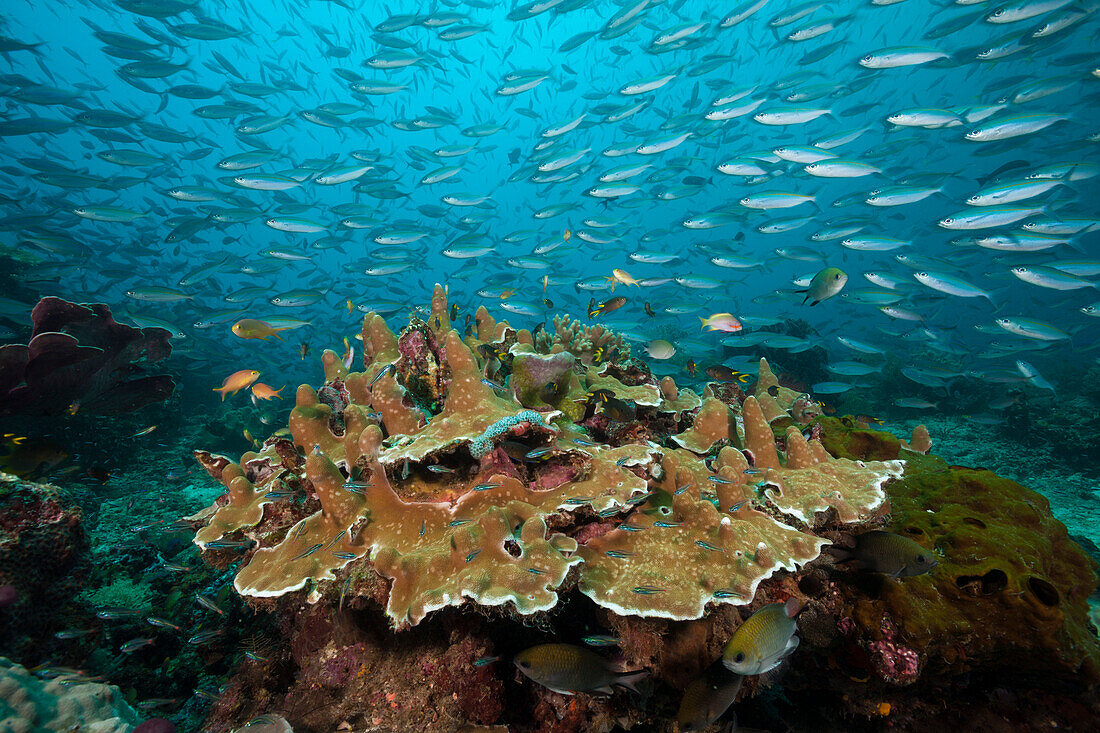 Füsiliere ueber Korallenriff, Pterocaesio tesselata, Raja Ampat, West Papua, Indonesien