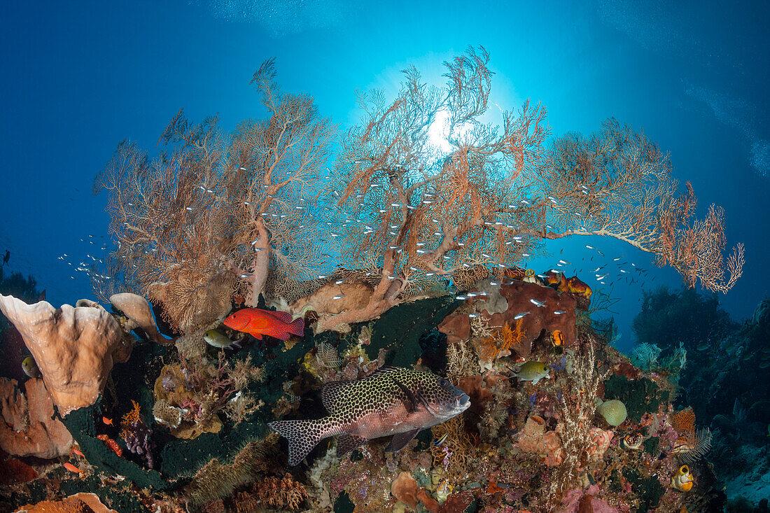 Korallenfische im Riff, Raja Ampat, West Papua, Indonesien