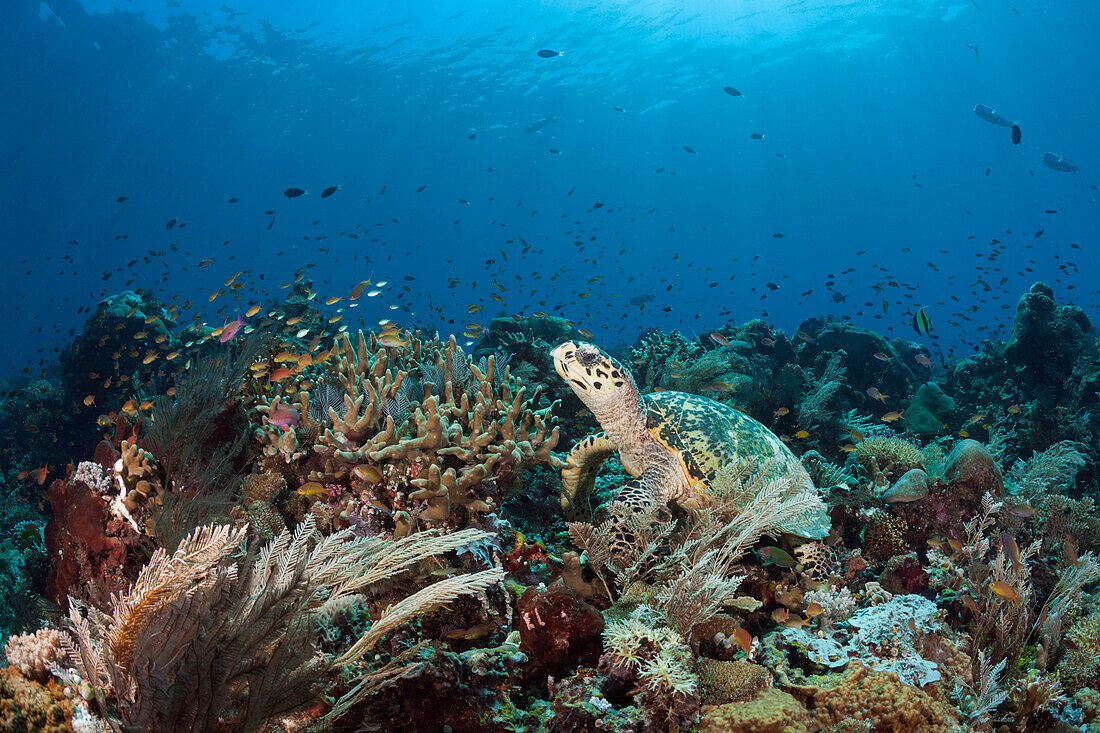 Hawksbill sea turtle, Eretmochelys imbricata, Raja Ampat, West Papua, Indonesia