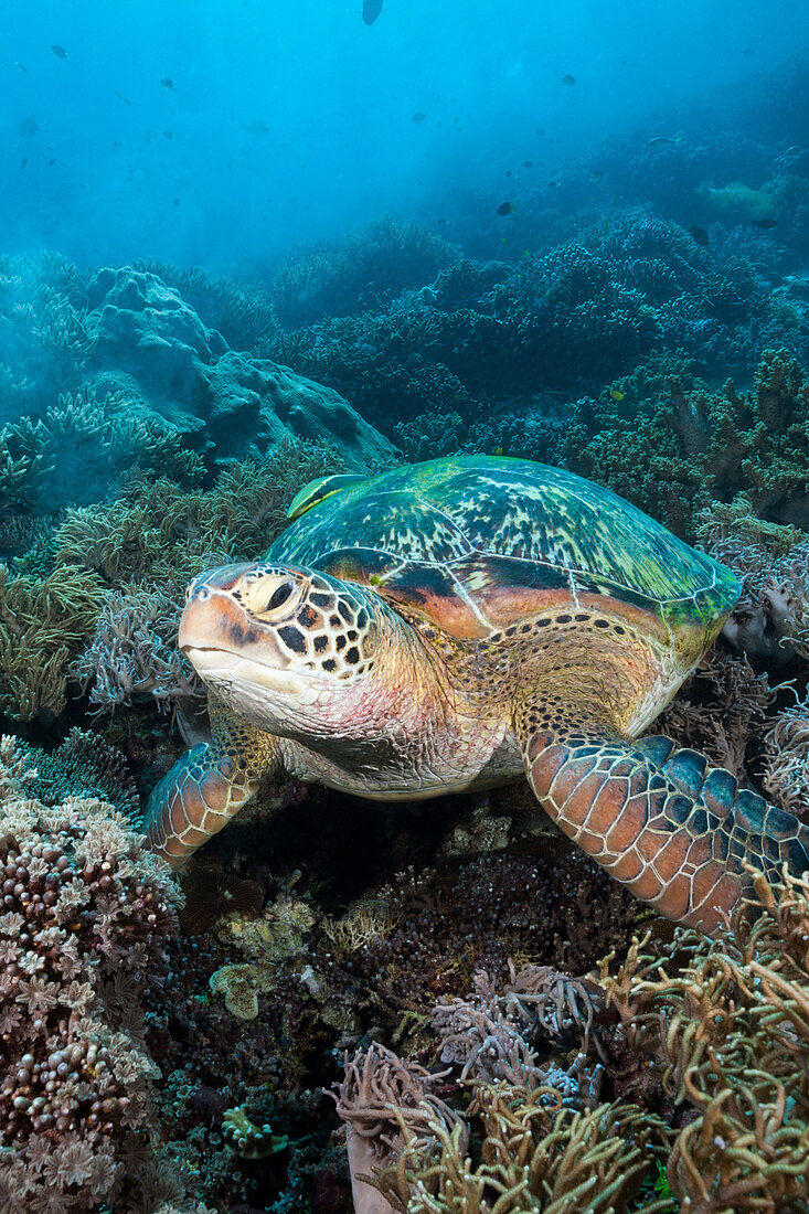 Green sea turtle, Chelonia mydas, Raja Ampat, West Papua, Indonesia