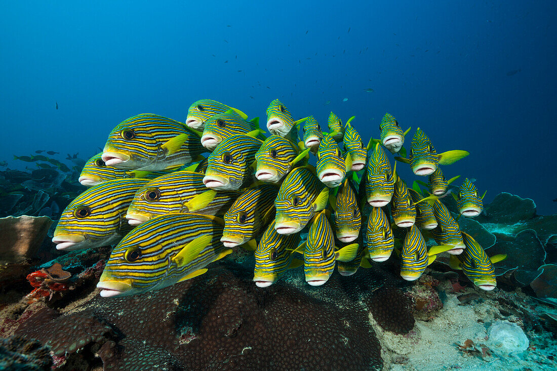 Schwarm Goldstreifen-Süsslippen, Süßlippen, Plectorhinchus polytaenia, Raja Ampat, West Papua, Indonesien