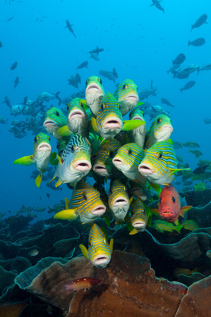 Flock of Goldstreaked Sweetlips, Plectorhinchus polytaenia, Raja Ampat, West Papua, Indonesia