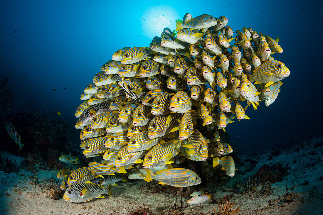 Flock of Goldstreaked Sweetlips, Plectorhinchus polytaenia, Raja Ampat, West Papua, Indonesia