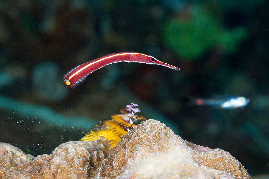 Rote Seenadel, Duncerocampus sp., Raja Ampat, West Papua, Indonesien