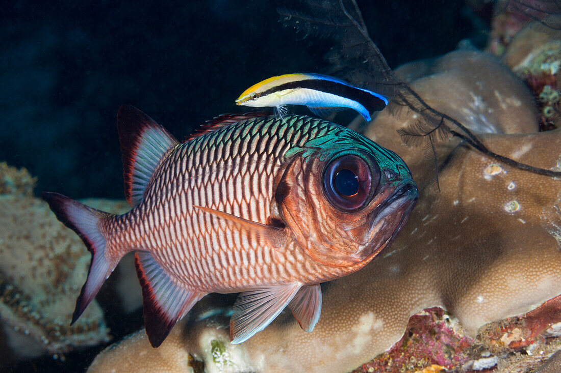 Putzerfisch reinigt Soldatenfisch, Labroides dimidiatus, Raja Ampat, West Papua, Indonesien