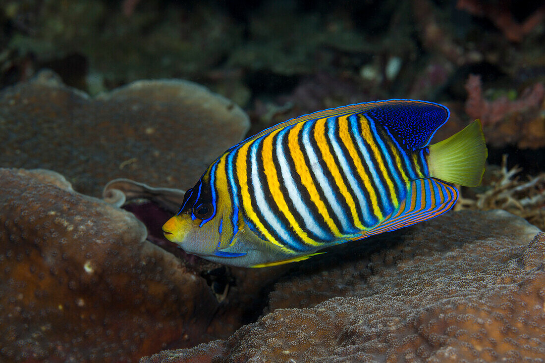 Pfauenaugen-Kaiserfisch, Pygoplites diacanthus, Raja Ampat, West Papua, Indonesien