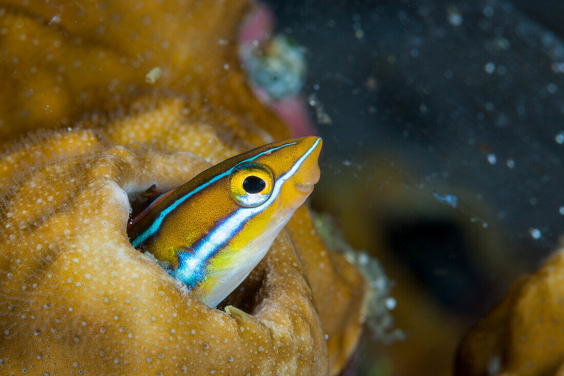 Blue-striped saber-toothed blenny, … – License image – 71441355 lookphotos