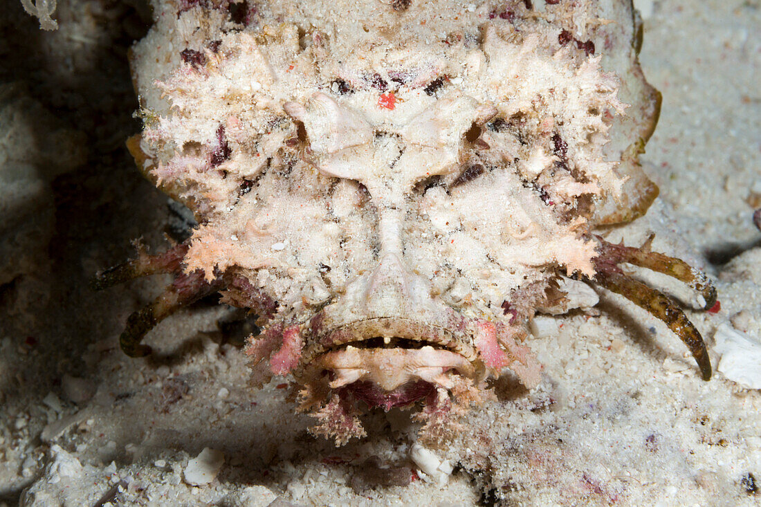 Teufels-Skorpionfisch, Inimicus caledonicus, Raja Ampat, West Papua, Indonesien