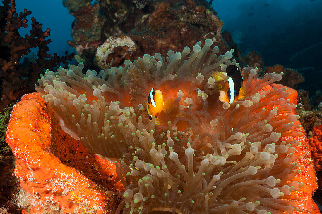 Clark's clownfish, Amphiprion clarkii, Raja Ampat, West Papua, Indonesia