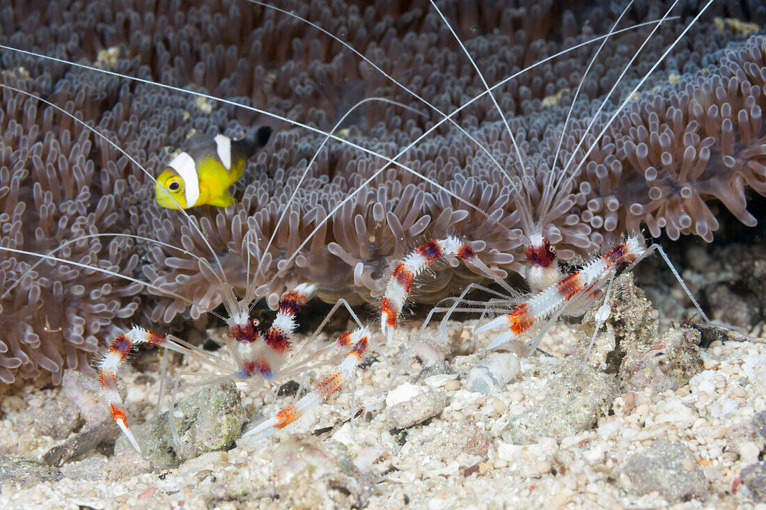 Gebänderte Scherengarnelen, Stenopus hispidus, Raja Ampat, West Papua, Indonesien