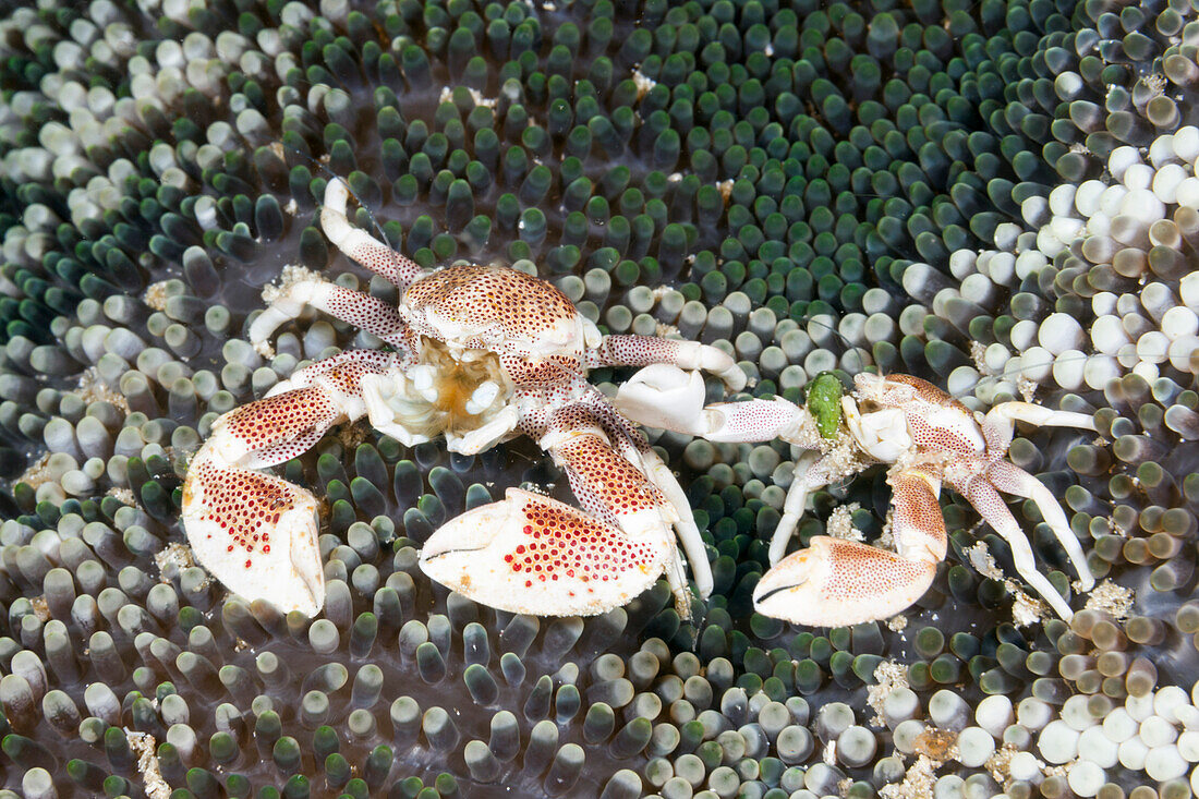 Anemone Porcelain Crab, Neopetrolisthes maculatus, Raja Ampat, West Papua, Indonesia