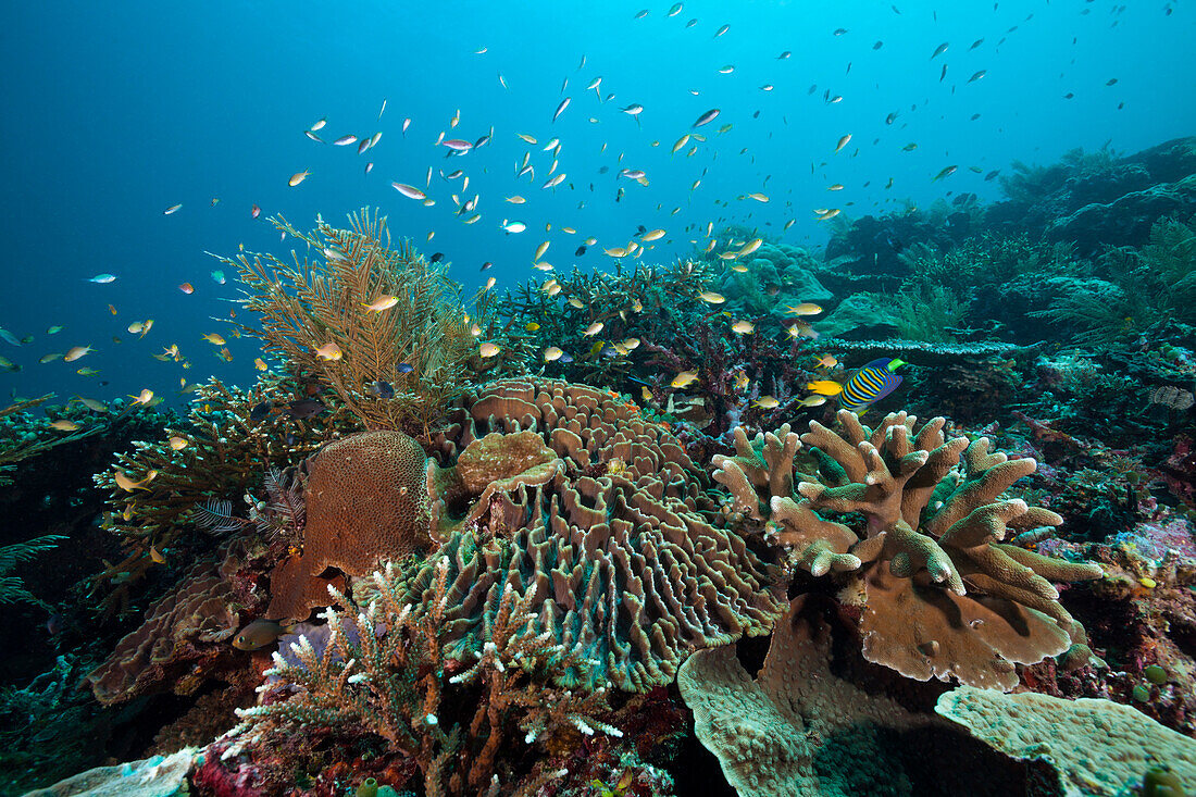 Artenreiches Korallenriff, Raja Ampat, West Papua, Indonesien