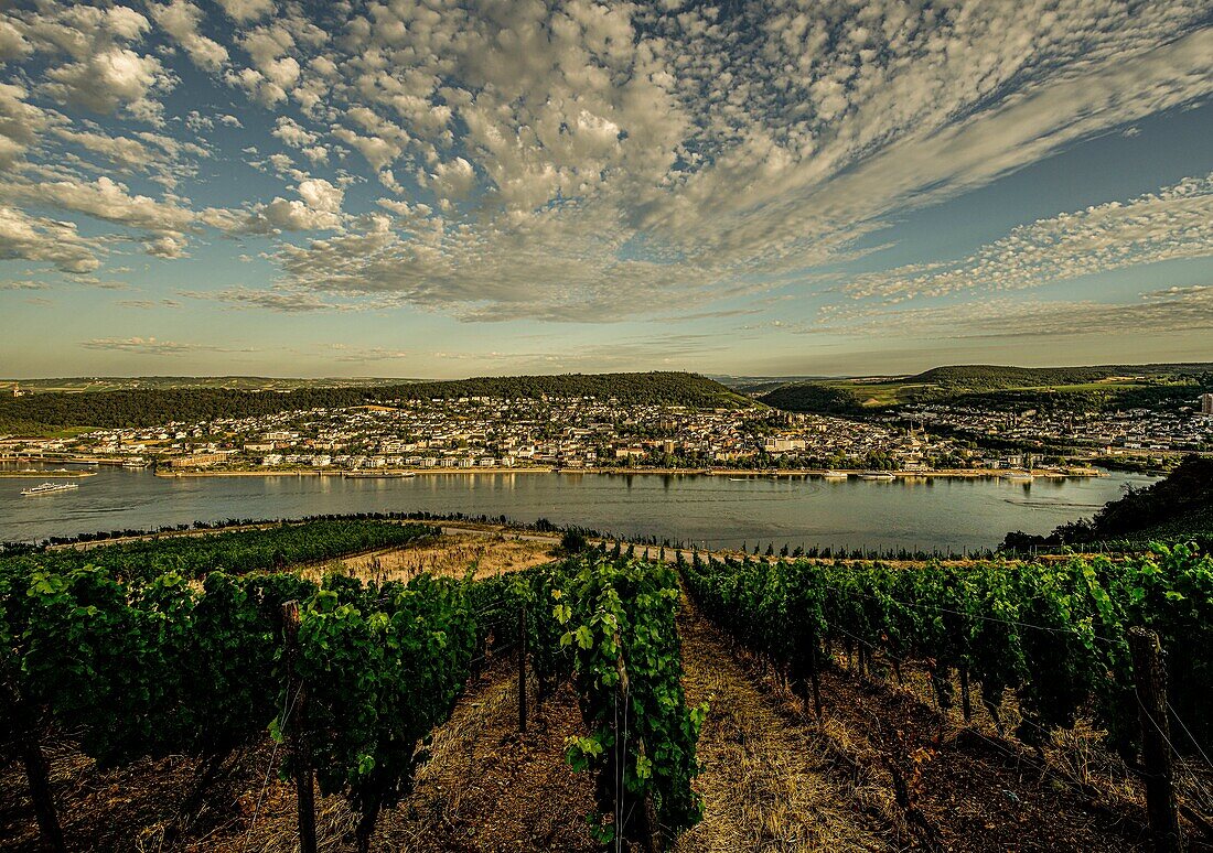 Rhine valley near Bingen in the evening light: view over a Rüdesheim vineyard on Bingen am Rhein, Upper Middle Rhine Valley World Heritage Site, Hesse and Rhineland-Palatinate, Germany