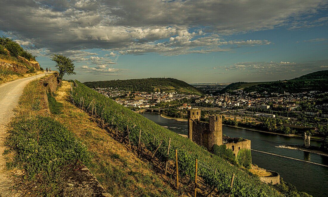 Wandern im Weinberg, Blick über einen Rüdesheimer Weinberg auf die Burgruine Ehrenfels und den Mäuseturm, im Hintergrund Bingen und die Mündung der Nahe in den Rhein, Oberes Mittelrheintal, Hessen und Rheinland-Pfalz, Deutschland