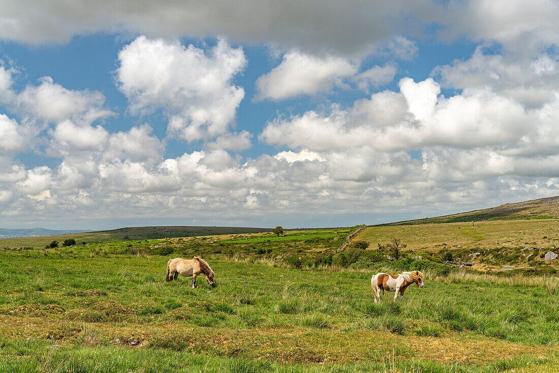 Ponys in der Landschaft bei Merrivale, Dartmoor, Devon, England, Großbritannien, Europa 