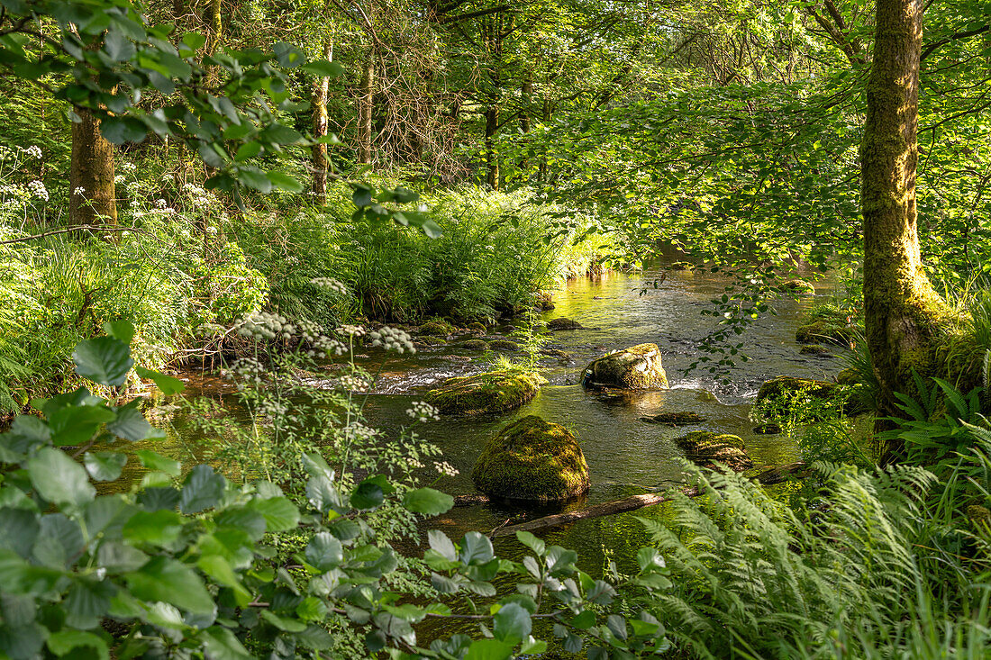 Am Fluss Meavy im Dartmoor, Devon, England, Großbritannien, Europa