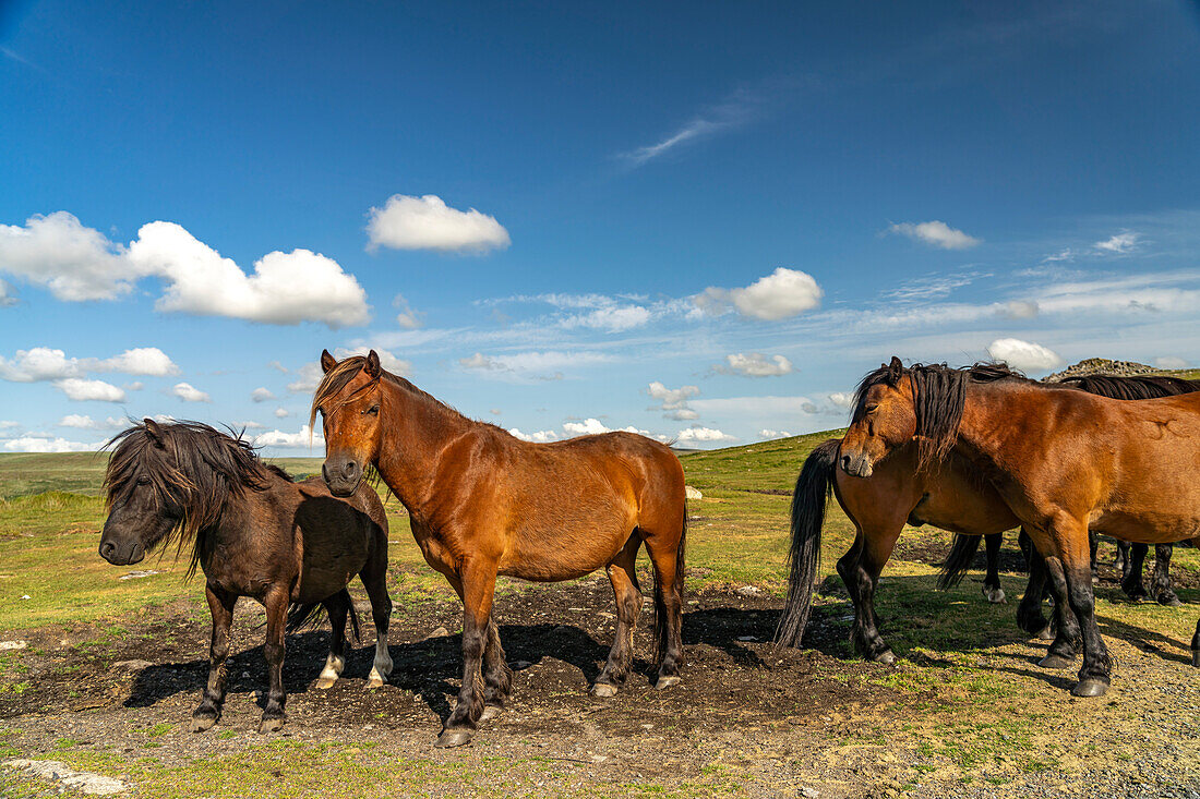 Pferde im Dartmoor, Devon, England, Großbritannien, Europa 