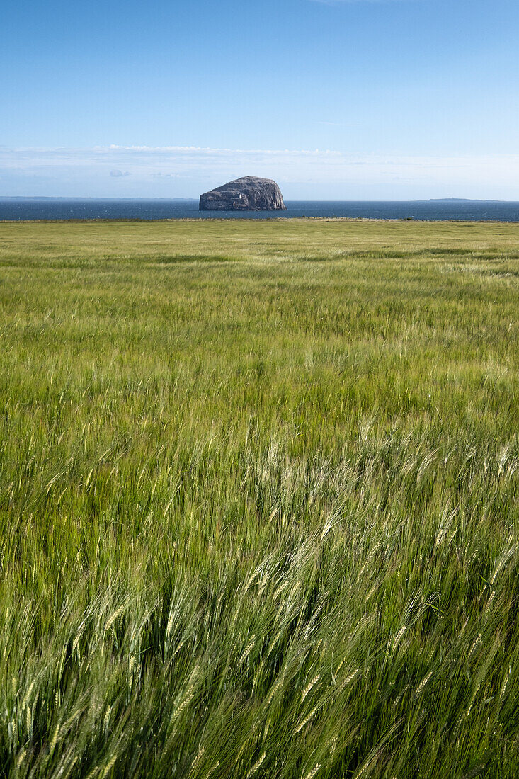 View of Bass rock with a field of wheat in the foreground, North Berwick, East Lothian, Scotland, United Kingdom