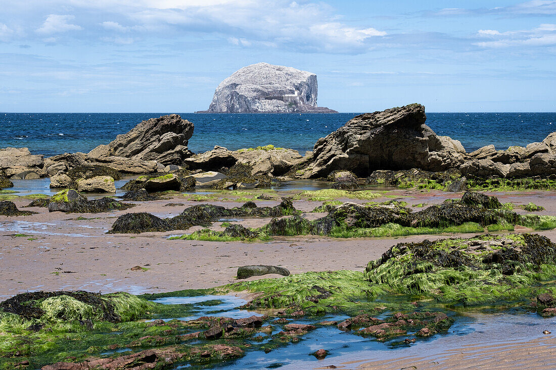 Blick auf Bass Rock mit Felsenstrand im Vordergrund, East Lothian Coast, Schottland, Vereinigtes Königreich