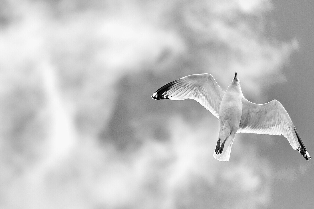 View of a COMMON GULL (Larus canus) in flight from below, East Lothian, Scotland, UK