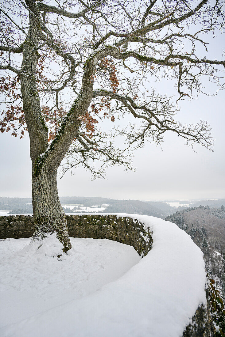 Baum auf schneebedeckte Burg Gundelfingen, Münsingen, Schutzgebiet Großes Lautertal, Schwäbische Alb, Baden-Württemberg, Deutschland, Europa