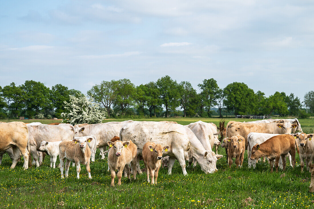 Mutterkühe und Kälber auf einer Weide in Brandenburg, Deutschland