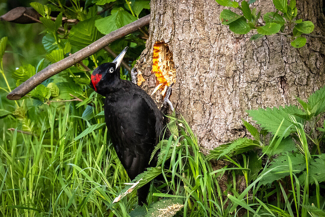 Black woodpecker foraging