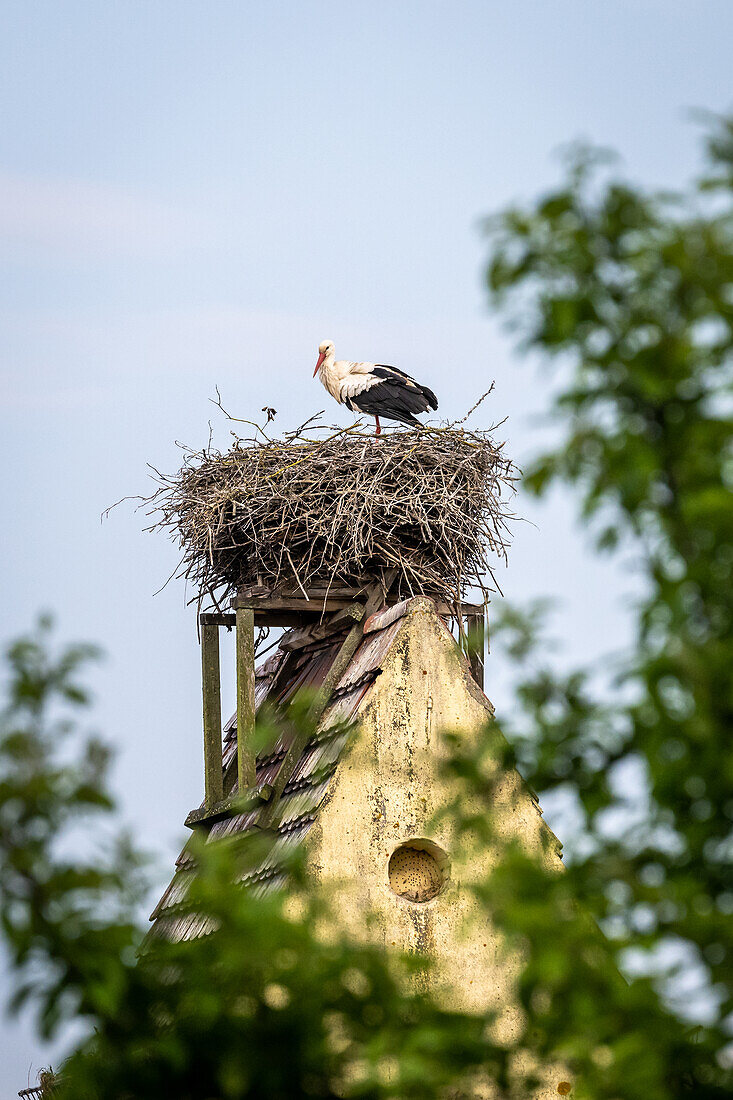 Stork in the nest in the stork village of Ruehstaedt, Brandenburg, Germany