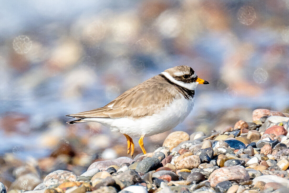 Ringed plover on a beach at the Baltic Sea, Ostholstein, Germany