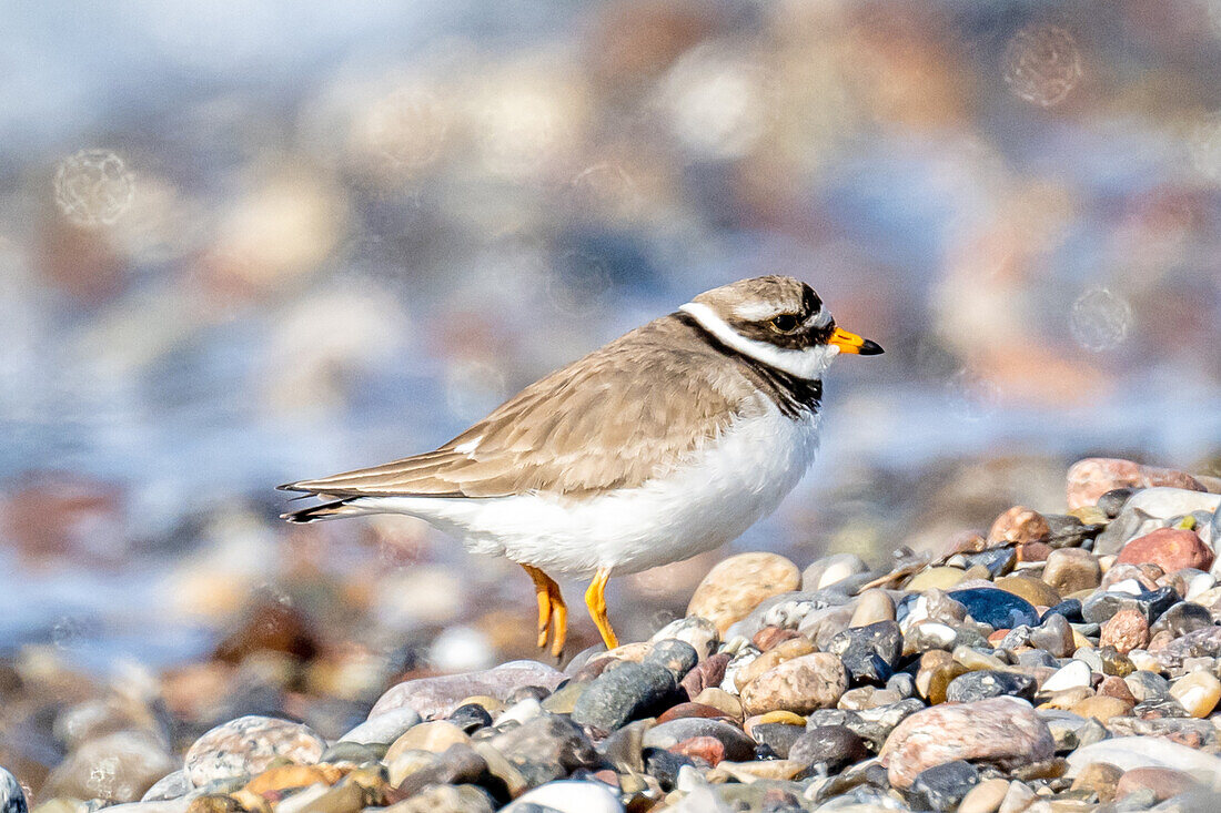 Sandregenpfeifer an einem Strand an der Ostsee, Ostholstein, Schleswig-Holstein, Deutschland