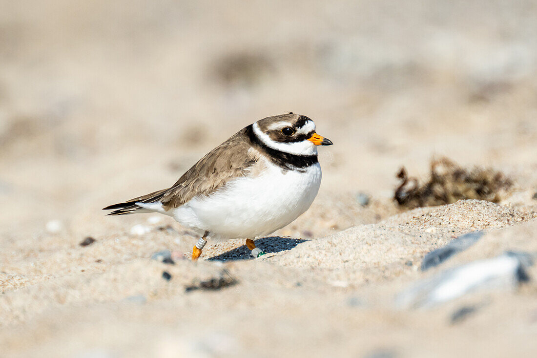 Ringed Plover (Charadrius hiaticula) on a beach at the Baltic Sea, Ostholstein, Germany
