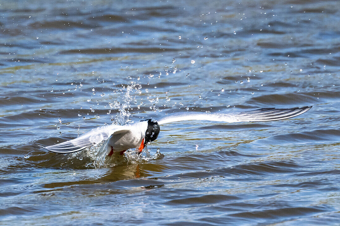 Flussseeschwalbe (Sterna hirundo) auf Futtersuche  im Sehlendorfer Binnensee, Ostsee, Schleswig-Holstein, Deutschland