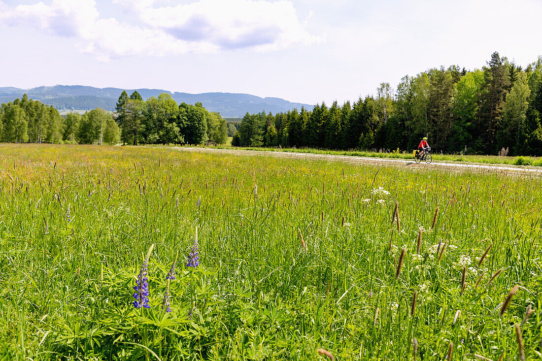 Wiesenlandschaft mit Lupinen am Moldau-Radweg im Moldautal bei Nová Pec im Böhmerwald, Tschechien