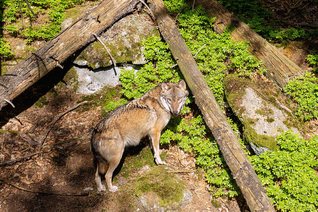 Wolf im Wolfsgehege-Besucherzentrum Rehberg/Srní im Nationalpark Šumava im Böhmerwald, Tschechien