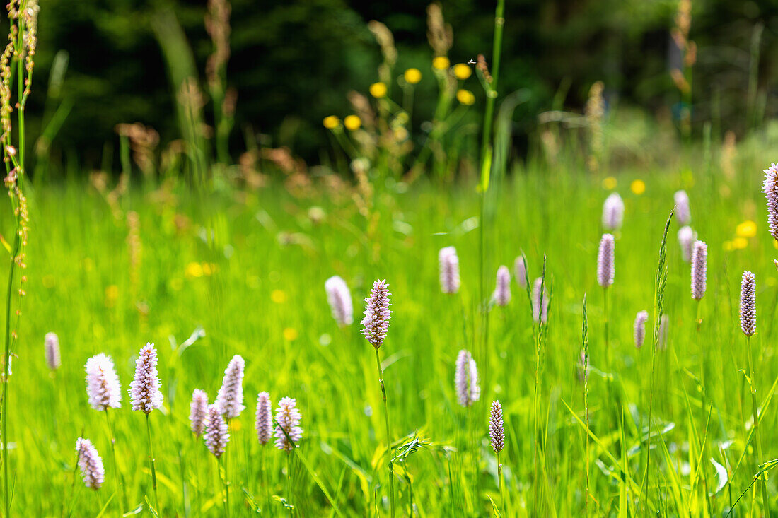 Meadow landscape with snake knotweed in the Vltava Valley near Stožec in the Šumava National Park in the Bohemian Forest in the Czech Republic