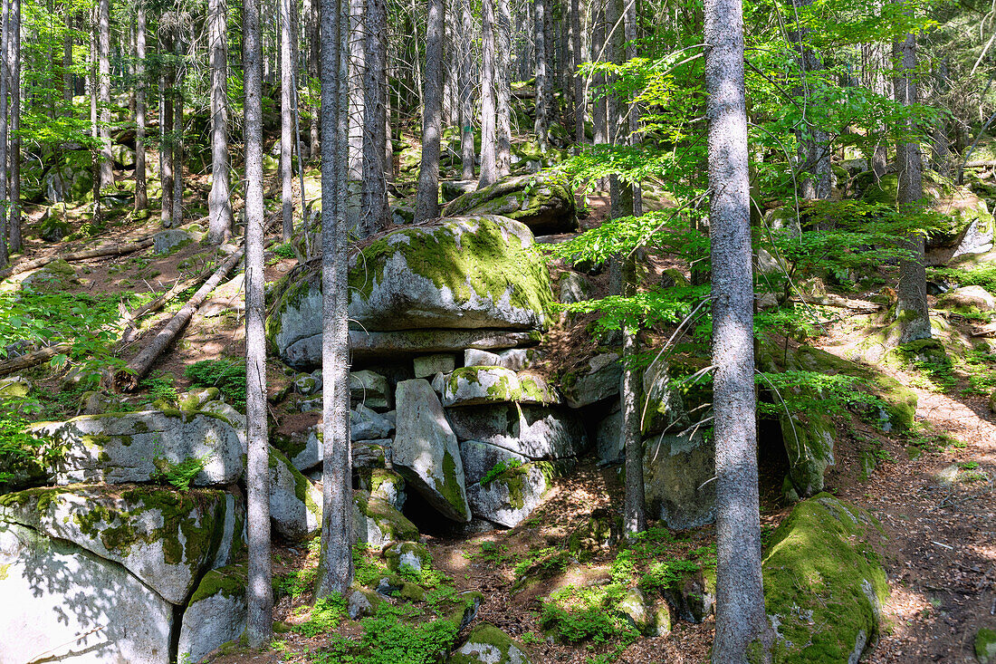 Waldlandschaft mit freiliegenden Granitblöcken bei Srní im Nationalpark Šumava im Böhmerwald, Tschechien