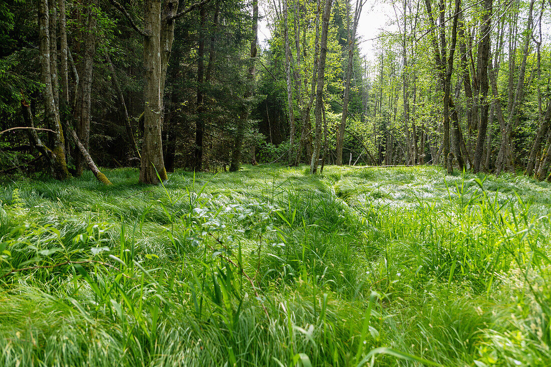 Low moor landscape with Großseggenried in the Moldau Valley near Stožec in the Šumava National Park in the Bohemian Forest in the Czech Republic