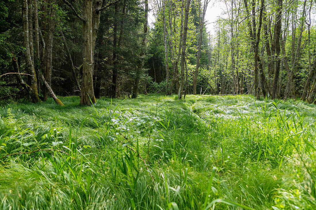 Moorlandschaft mit Großseggenried im Moldautal bei Stožec im Nationalpark Šumava im Böhmerwald, Tschechien