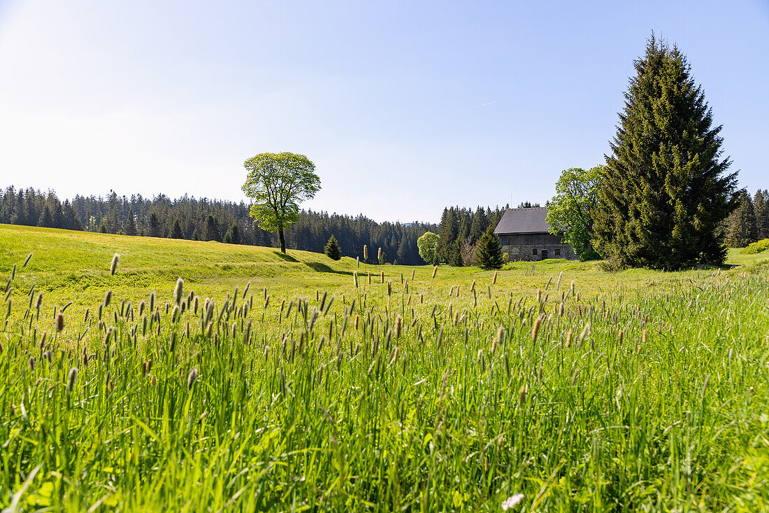 Blühende Gräser und Wiesenlandschaft im Biosphärenreservat Šumava bei Nový Brunst bei Železná Ruda im Böhmerwald, Tschechien