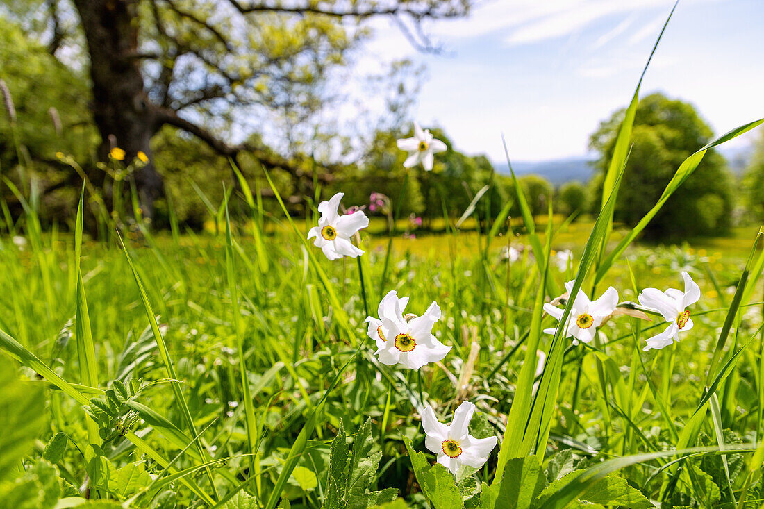 Meadow landscape with white daffodils in the Moldau Valley near Bučina in the Šumava National Park in the Bohemian Forest in the Czech Republic